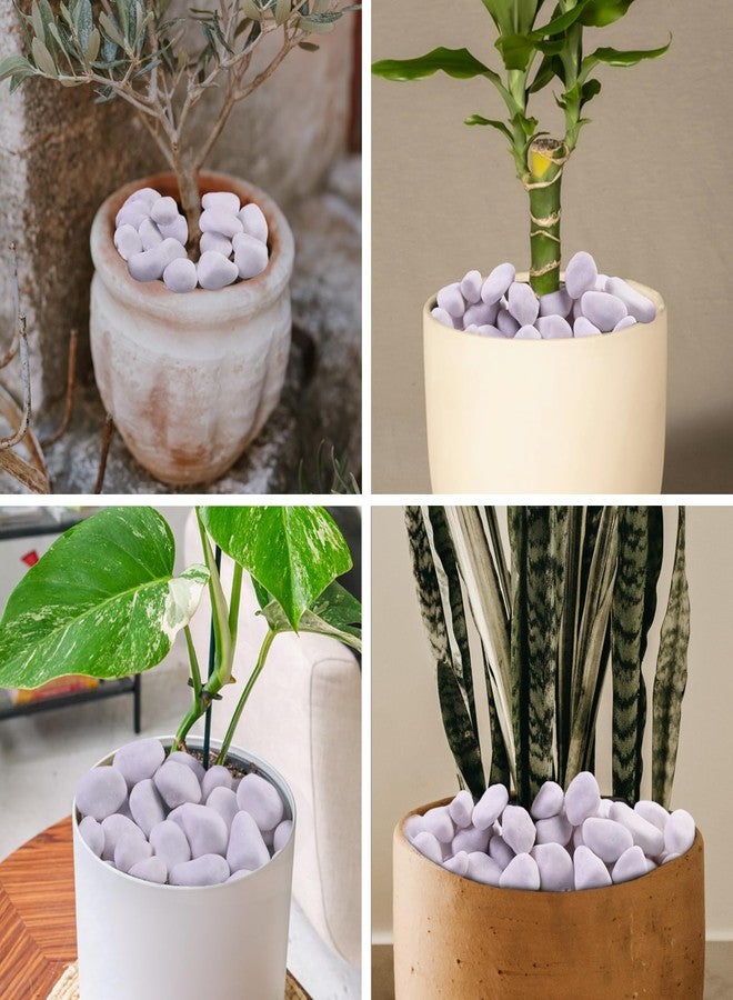 10 أرطال من صخور نهرية بيضاء من ليكوريس لتنسيق الحدائق - حصى أبيض مصقول عالي الجودة للنباتات - أحجار زينة للحديقة - 1-2 صخرة نباتية كبيرة، مثالية لأحواض السمك وديكور المنزل - Image 5